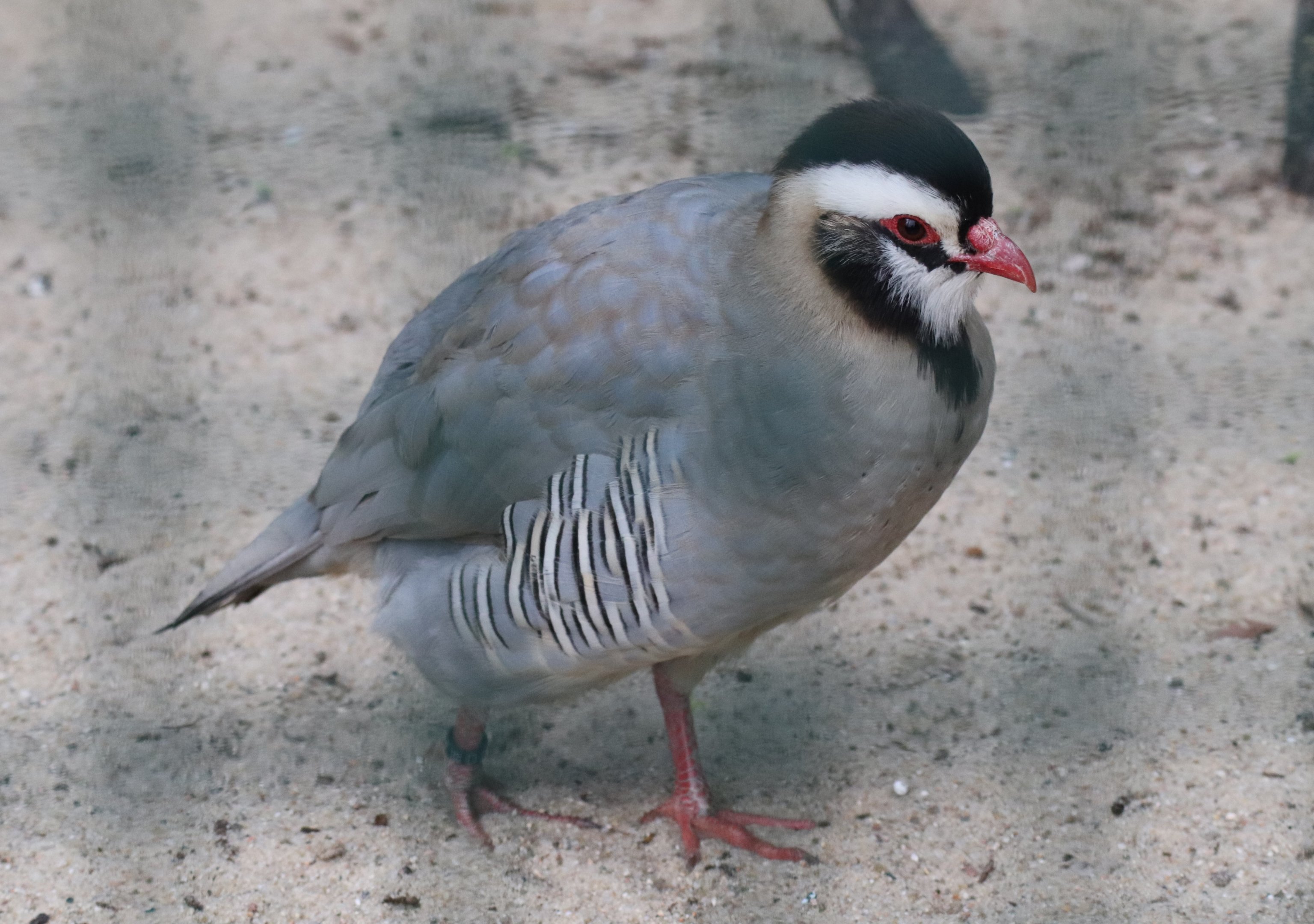 Arabian partridge (Alectoris melanocephala)
