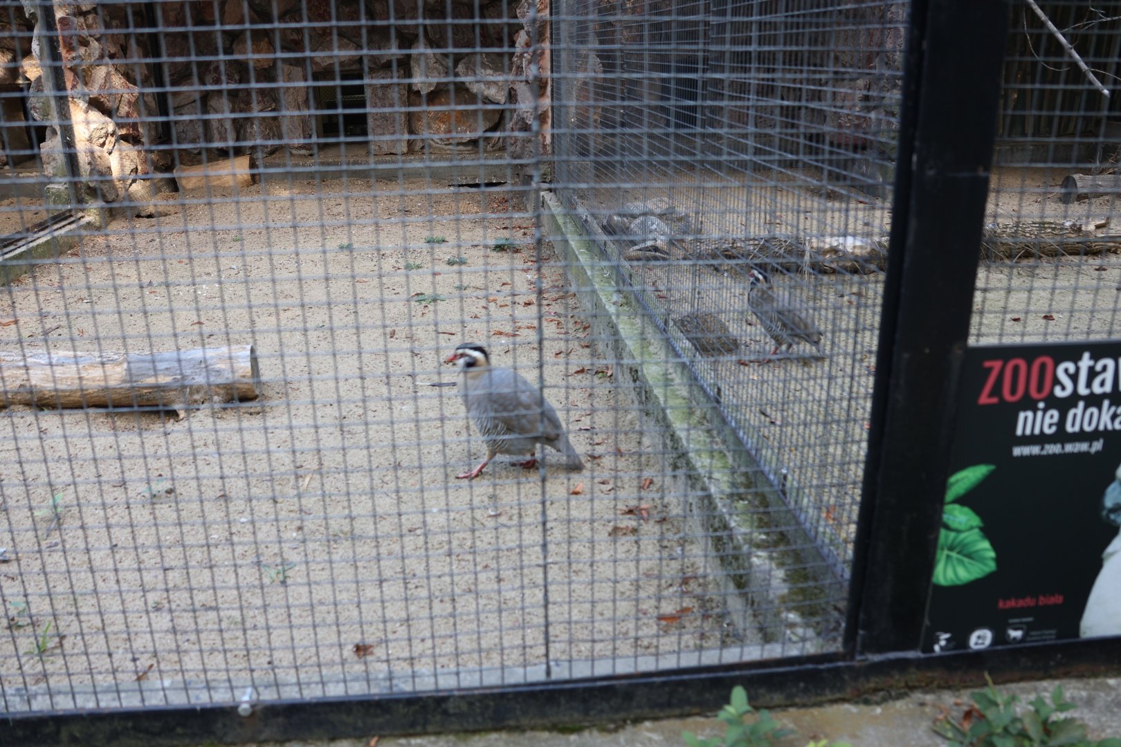 Arabian Partridge (Alectornis melanocephala)