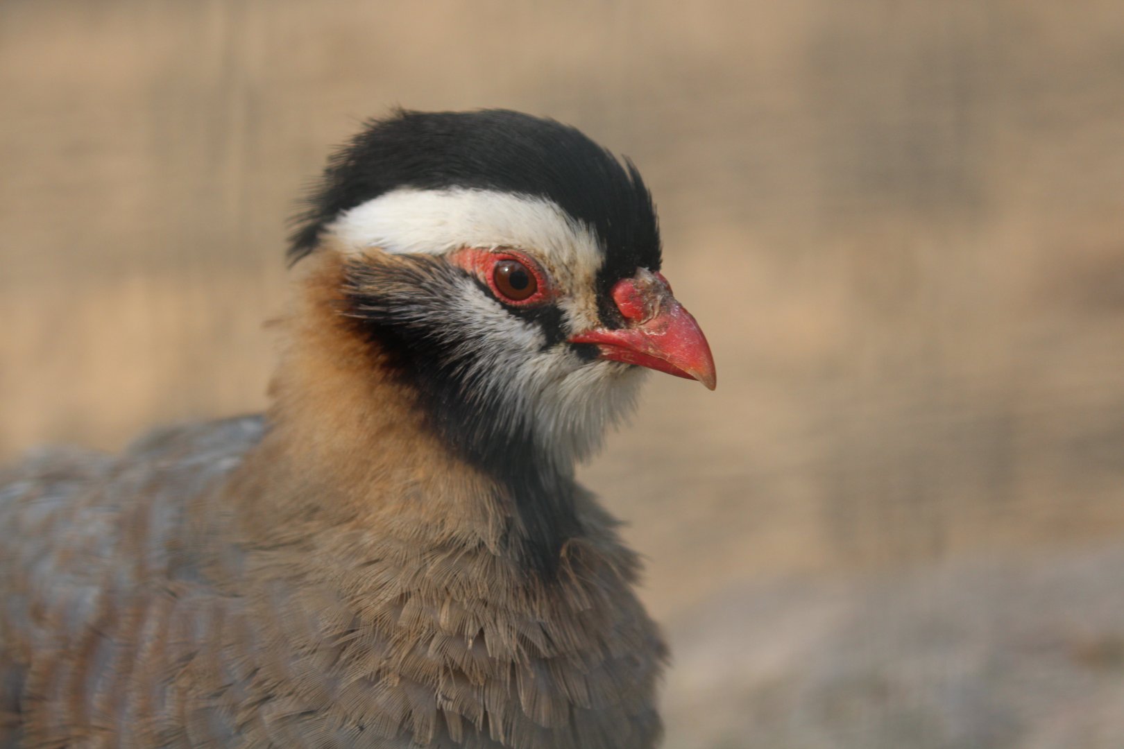 Arabian Partridge, Berlin Tierpark, April 2019