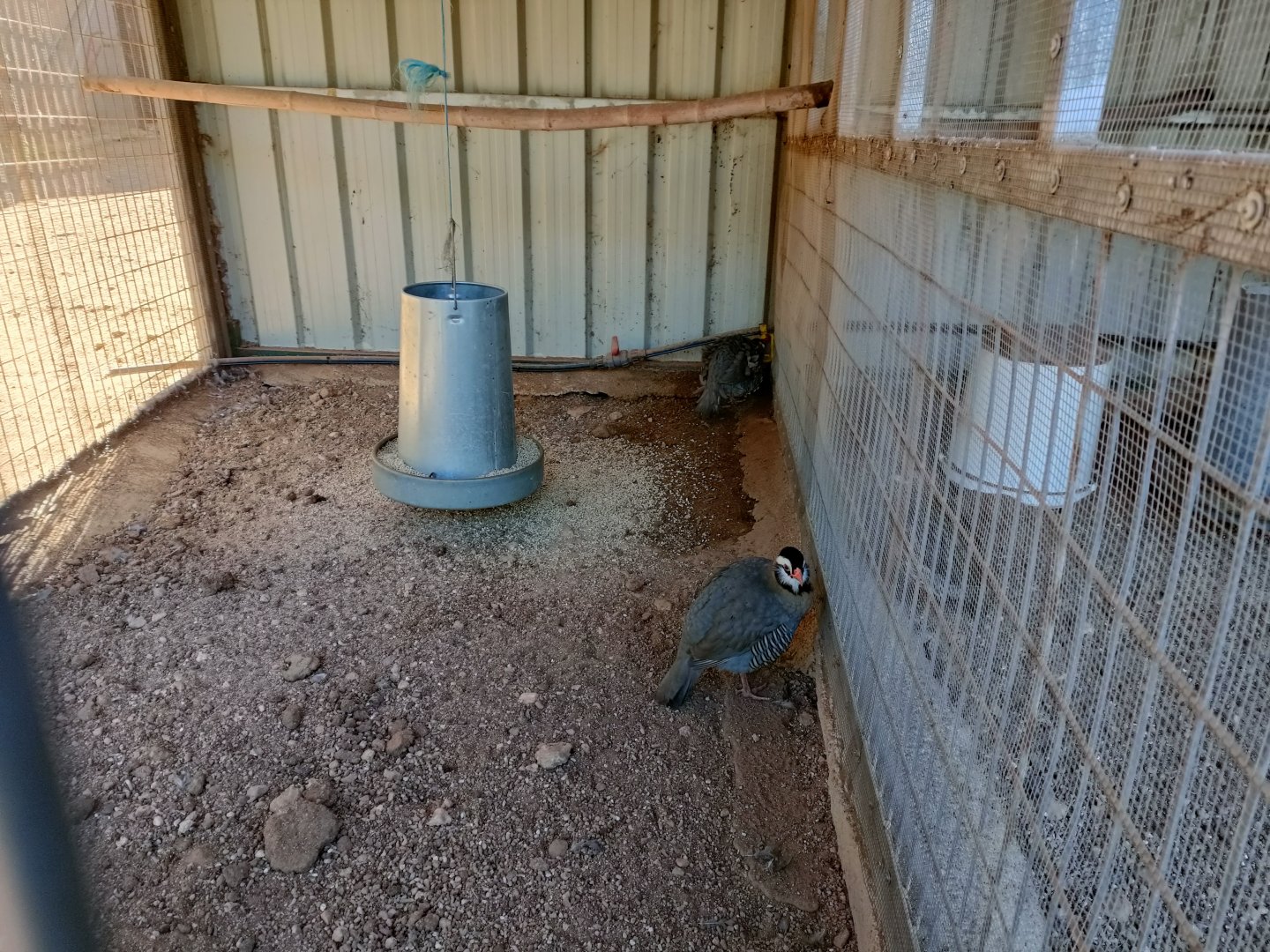 Arabian partridge exhibit - Bioparque La Rocha