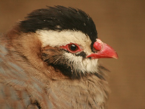 Arabian Partridge