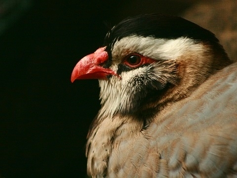 Arabian Partridge