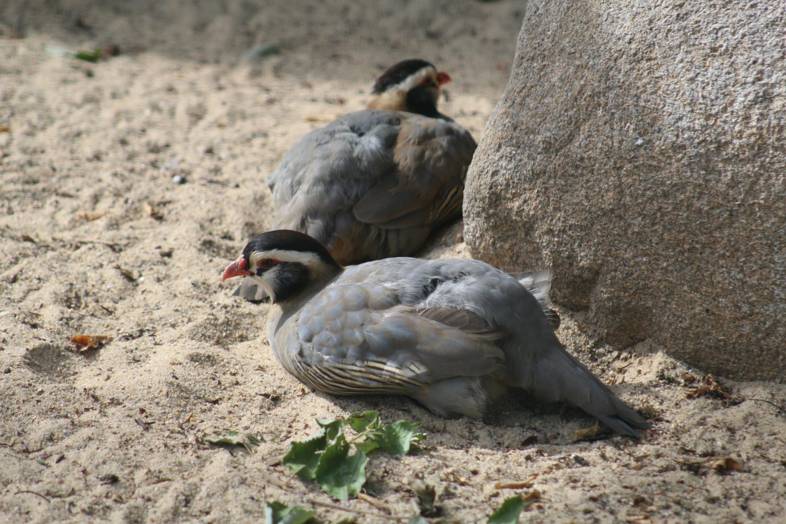 Arabian Partridge