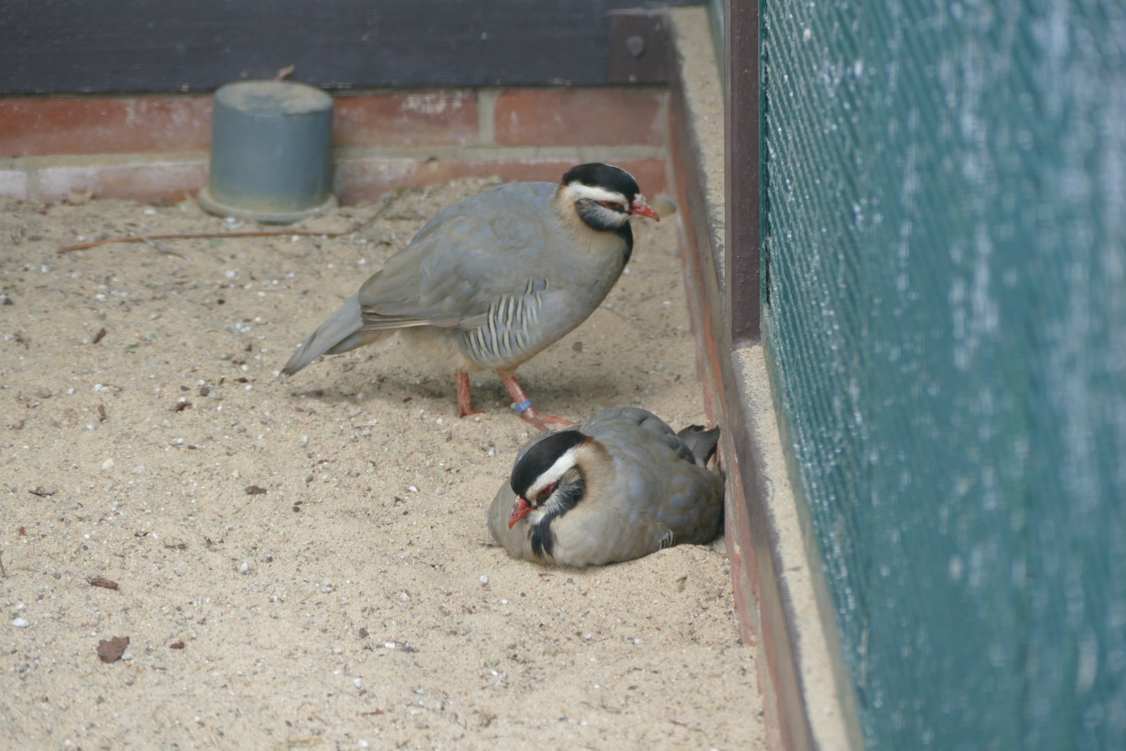Arabian partridge