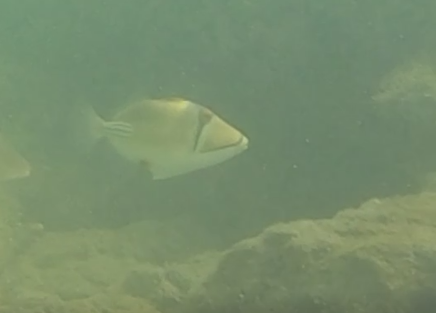Arabian picasso triggerfish - Rhinecanthus assasi