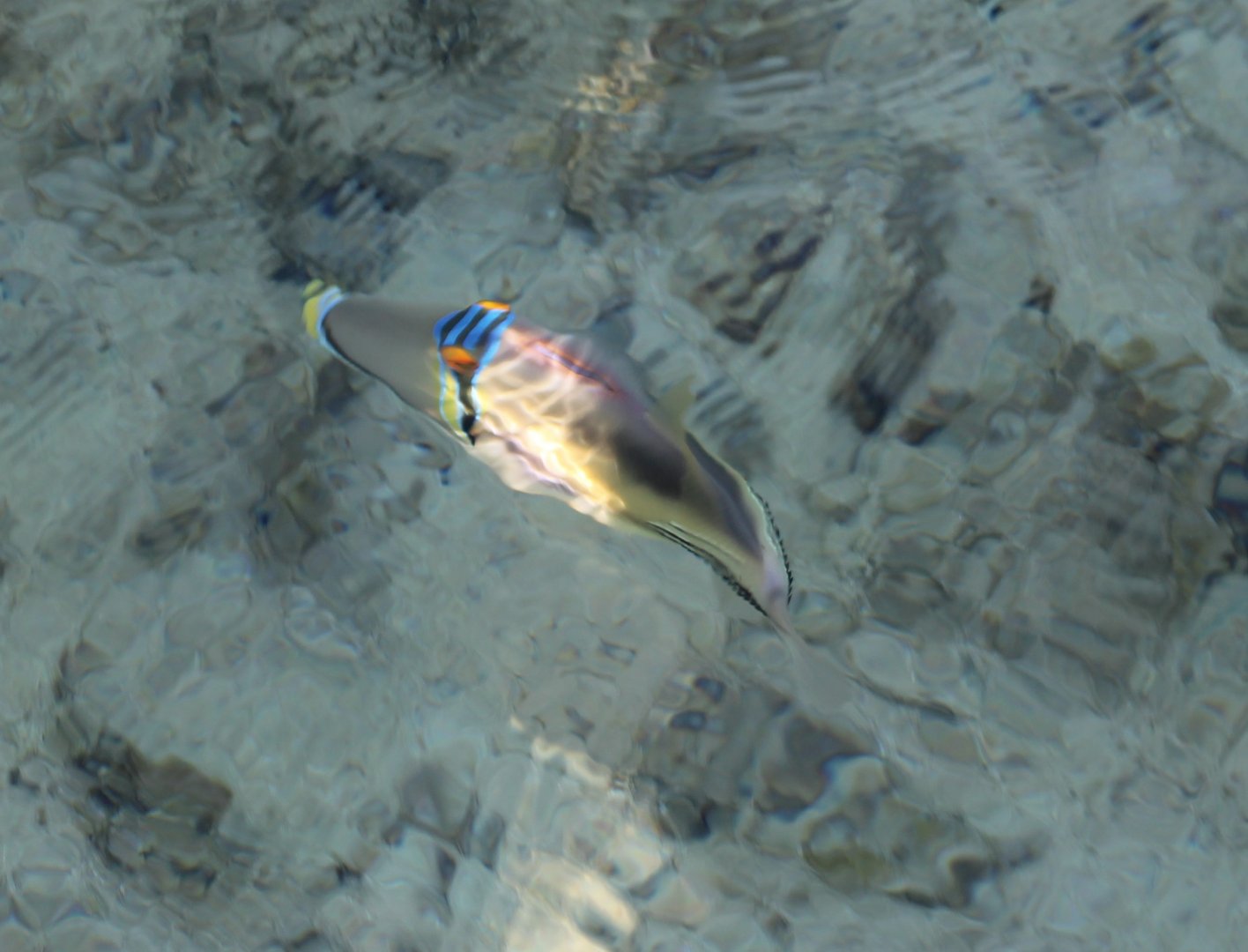 Arabian picasso triggerfish - Rhinecanthus assasi