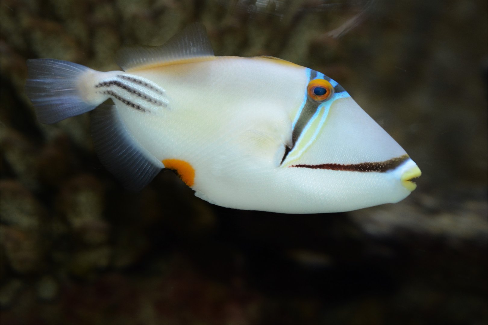Arabian picasso triggerfish (Rhinecanthus assasi)
