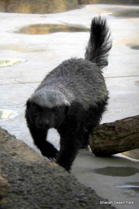 Arabian Ratel (Mellivora capensis pumilio) Sept 2018