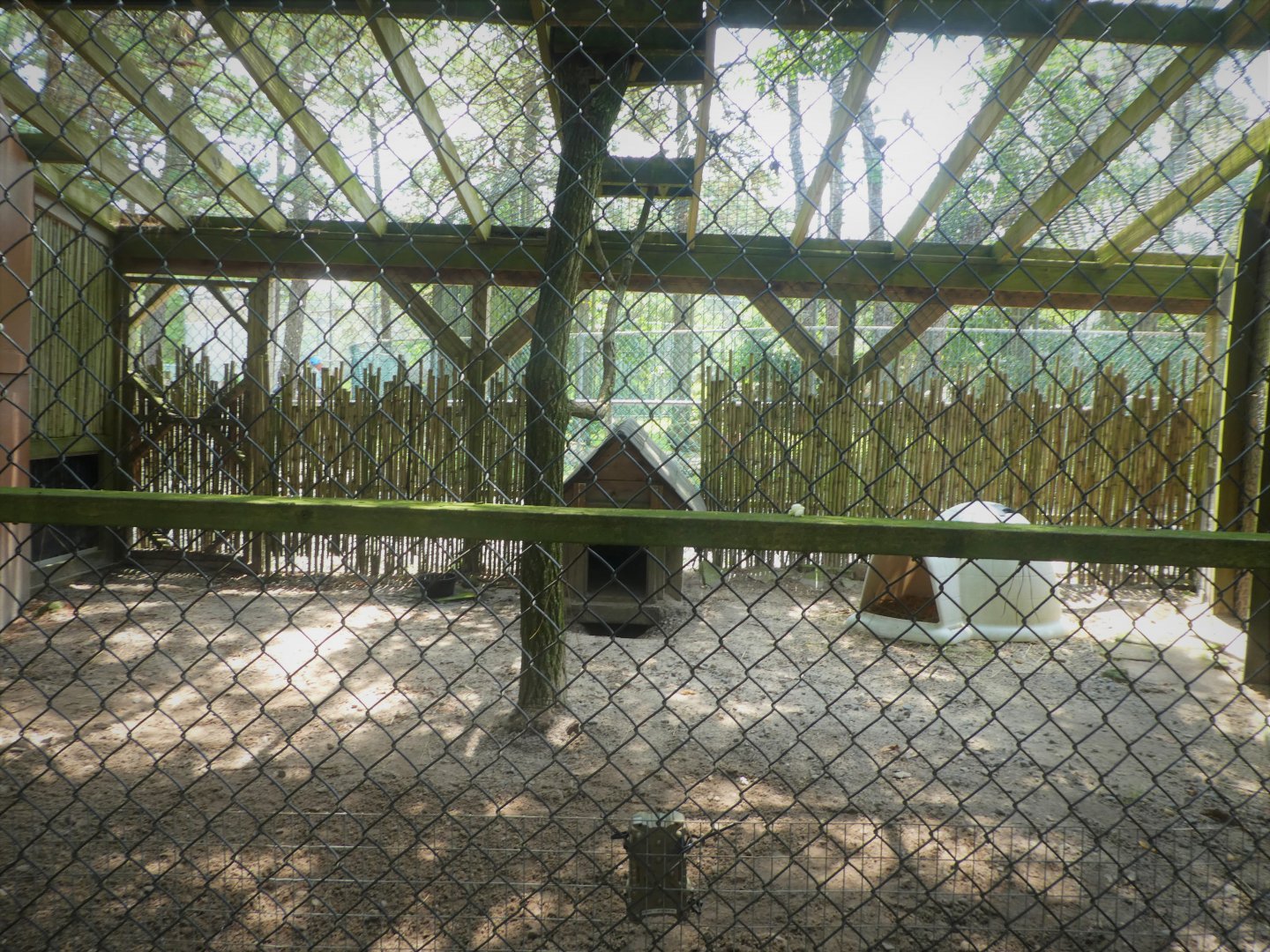 Arabian Red Fox Exhibit (May Be a Ruppell's Fox)