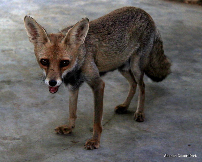 Arabian red fox (Vulpes vulpes arabica) Sept 2018