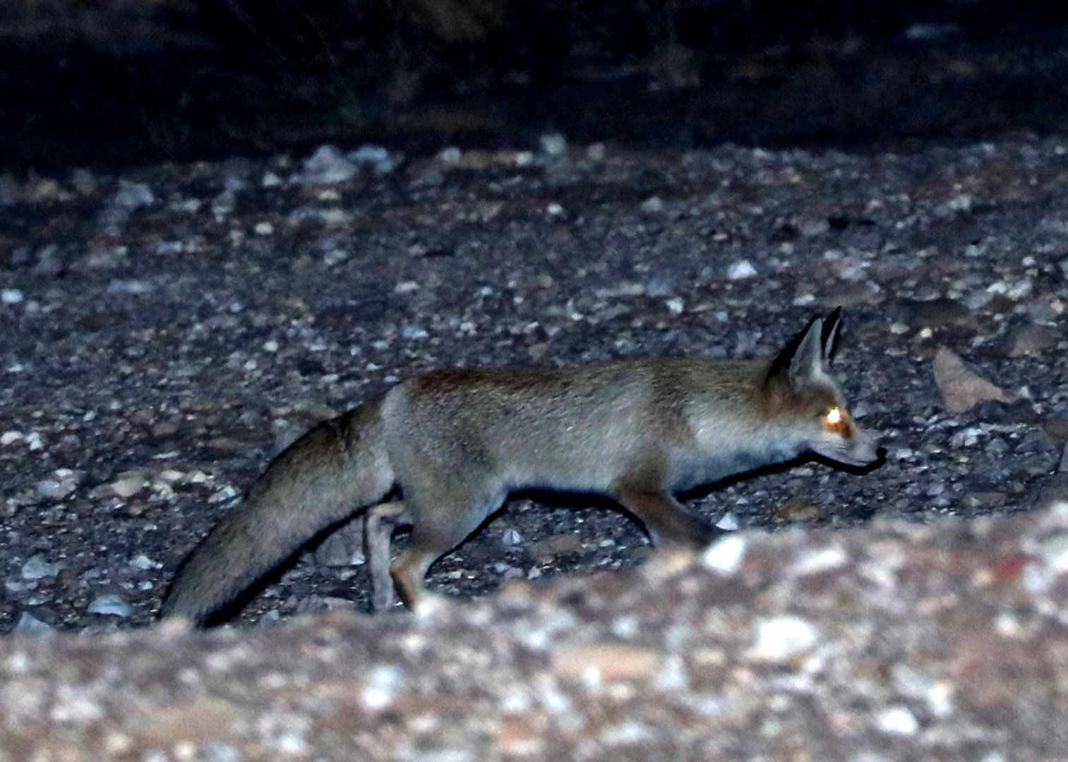 Arabian red fox (Vulpes vulpes arabica)