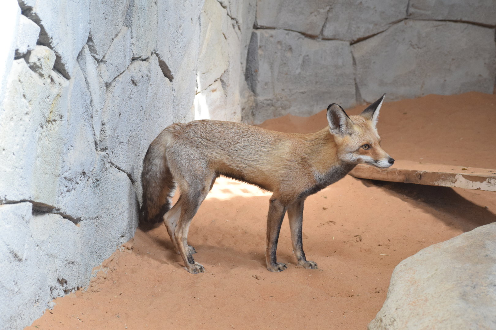 Arabian red fox