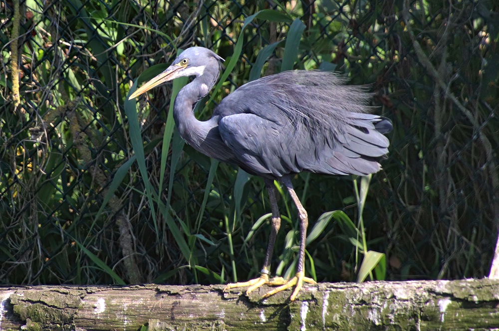Arabian reef heron (Egretta gularis schistacea)