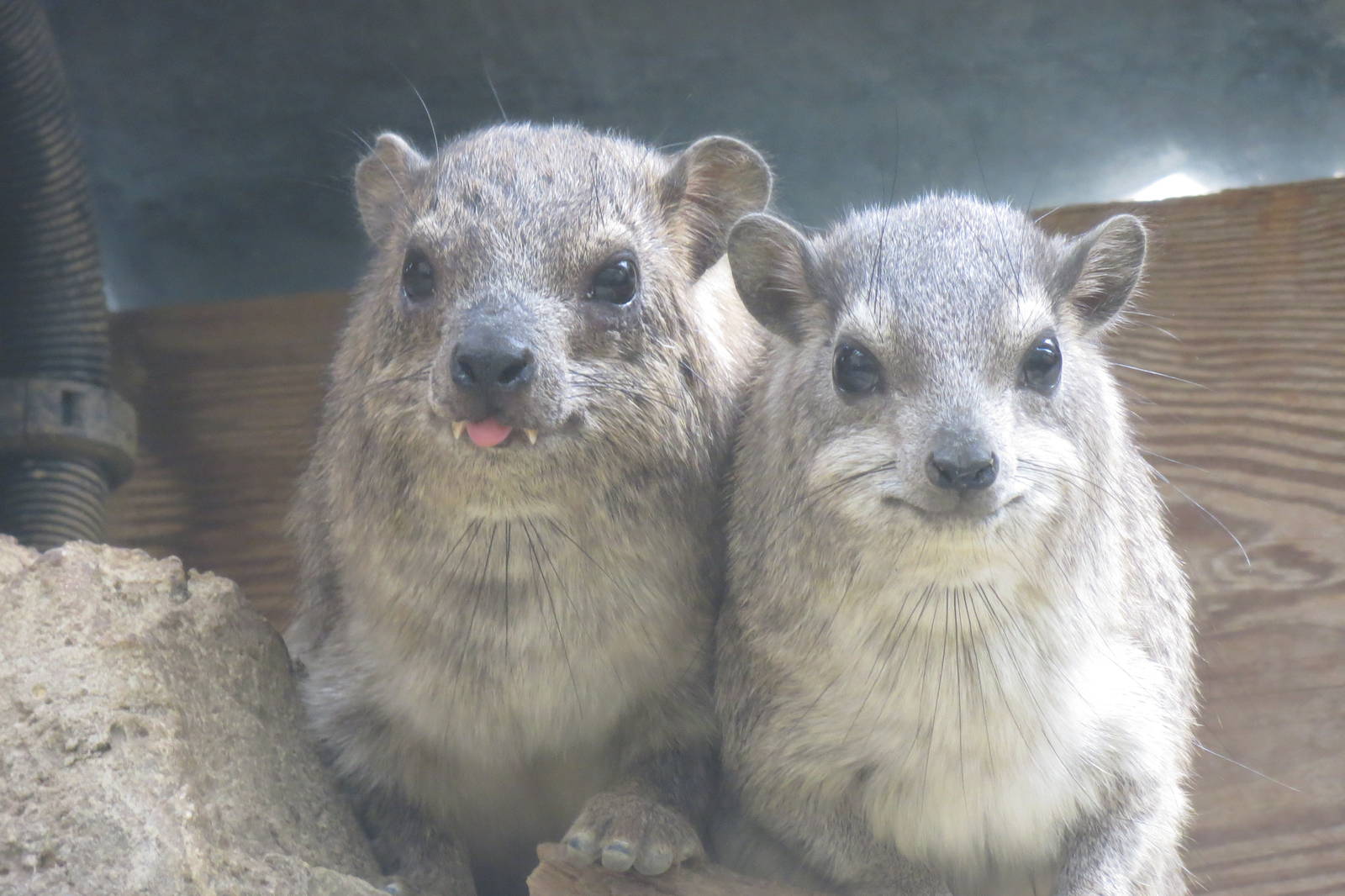 Arabian Rock Hyrax 08/14