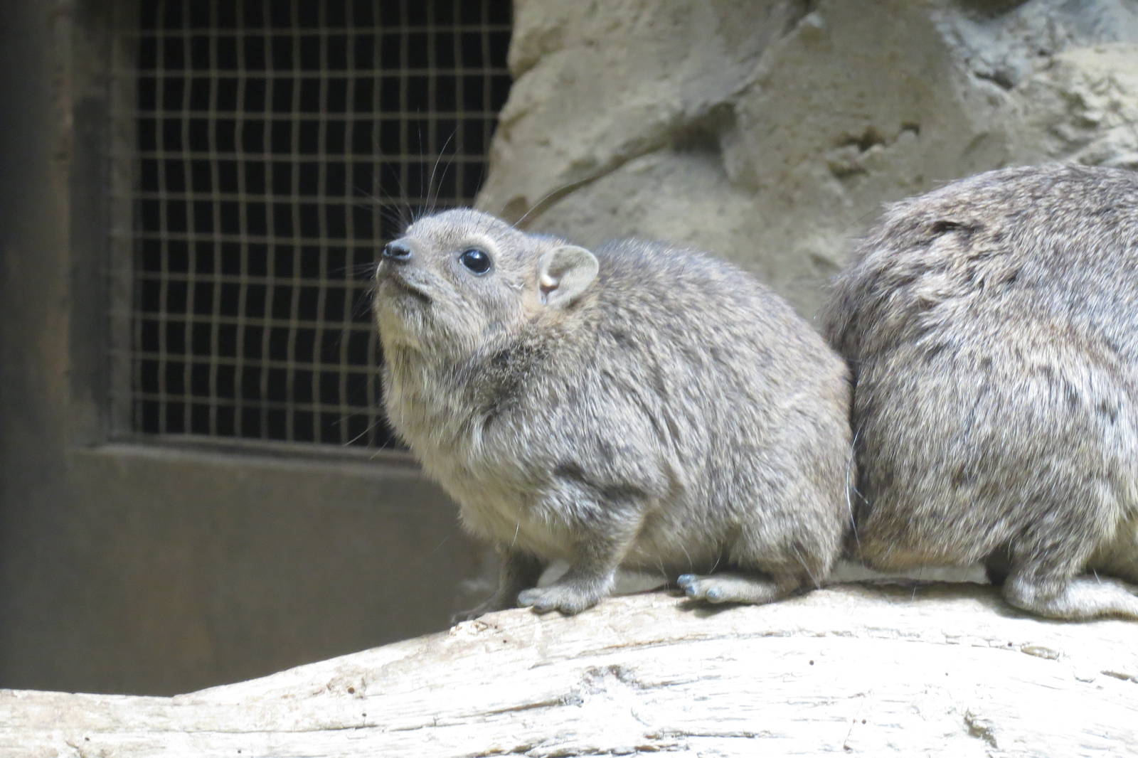 Arabian Rock Hyrax 0814