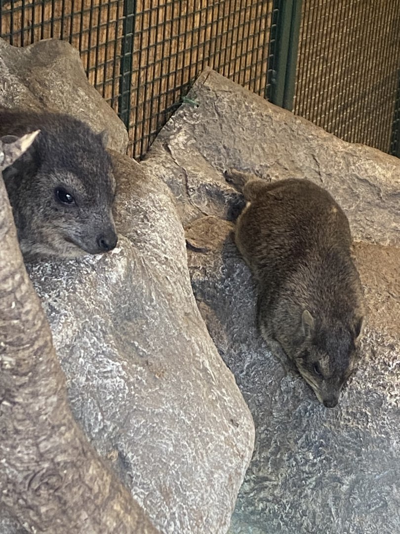 Arabian rock hyrax 091224