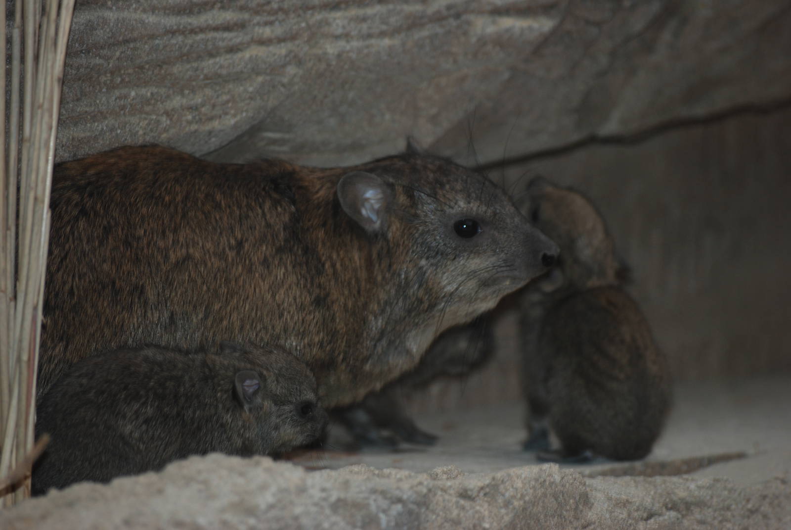 Arabian Rock Hyrax at Cotswold WP, 05/03/11