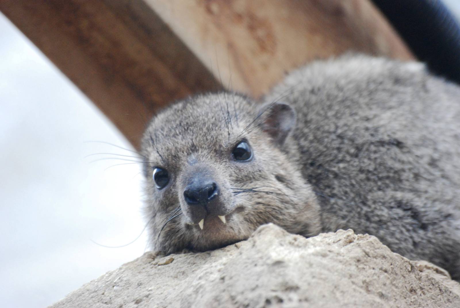 Arabian Rock Hyrax at Cotswold WP, 12/05/12