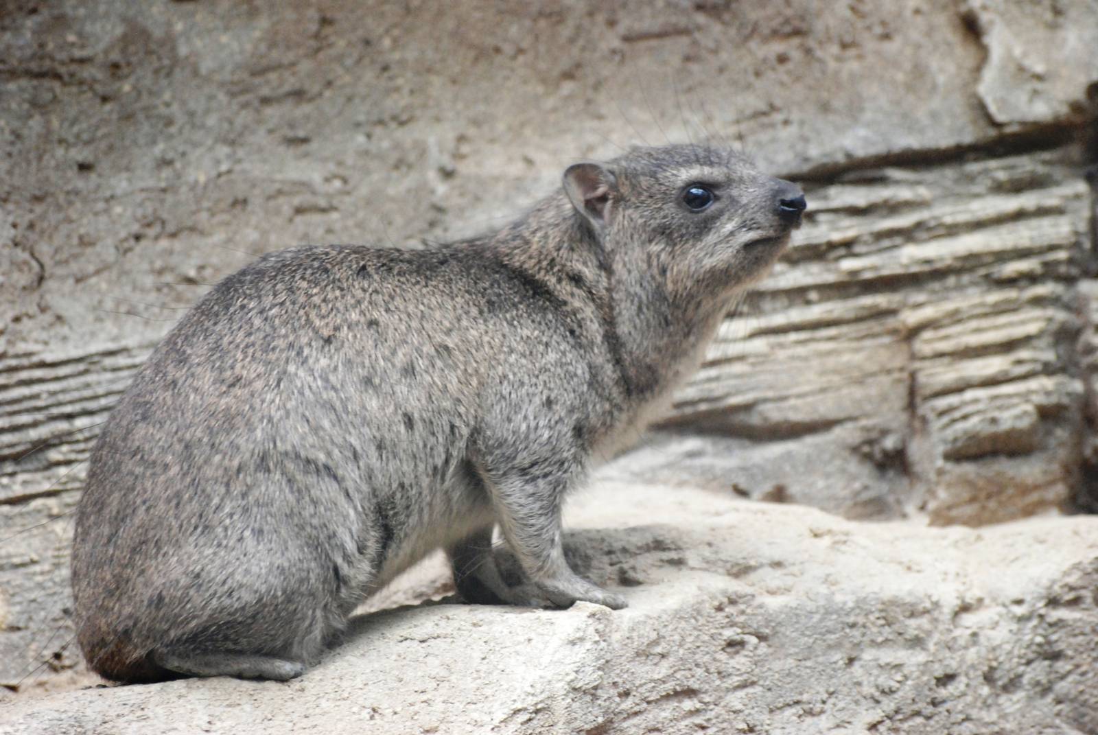 Arabian Rock Hyrax at Cotswold WP, 12/05/12