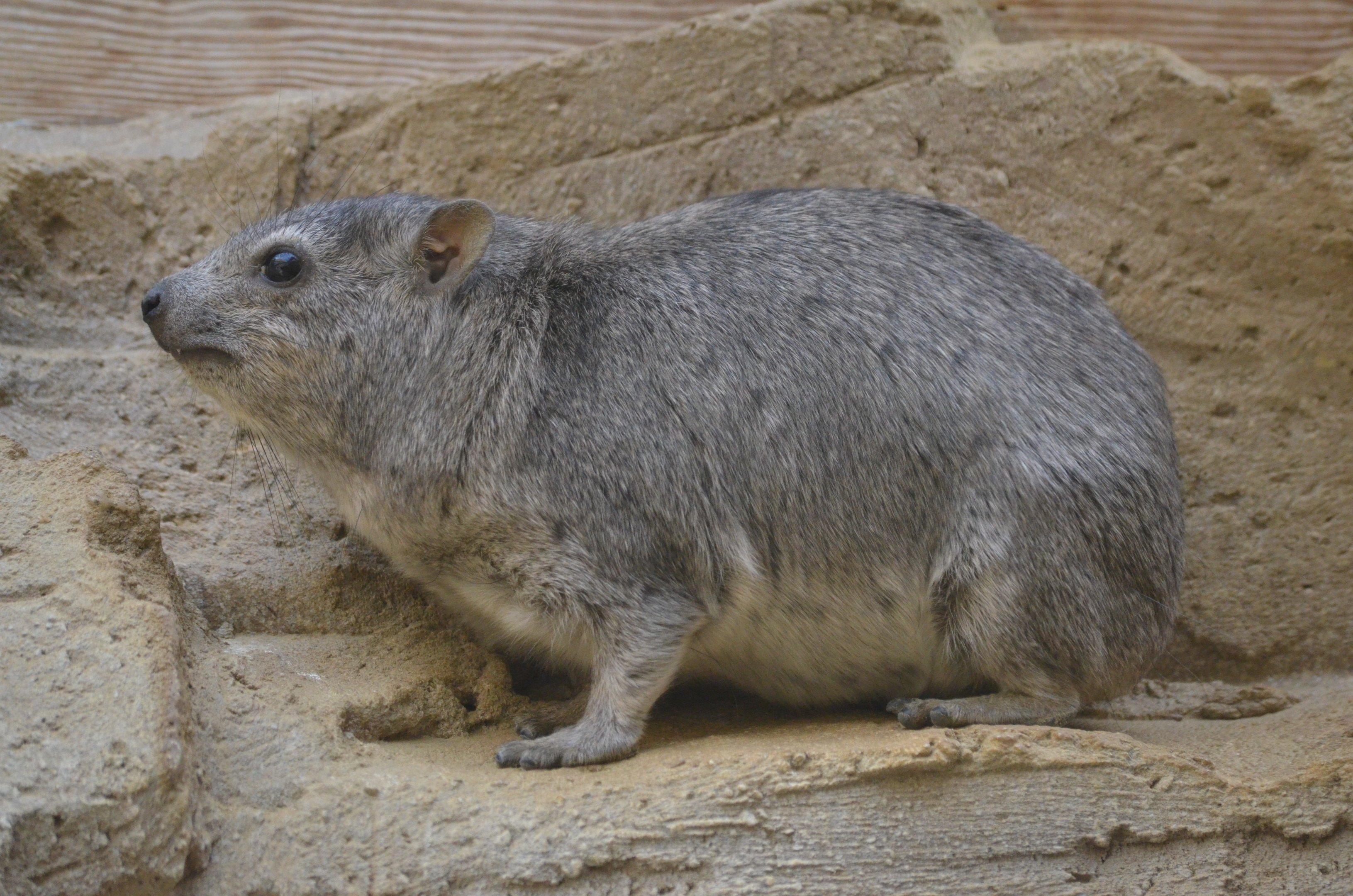 Arabian Rock Hyrax at Cotswold WP, 22/04/17