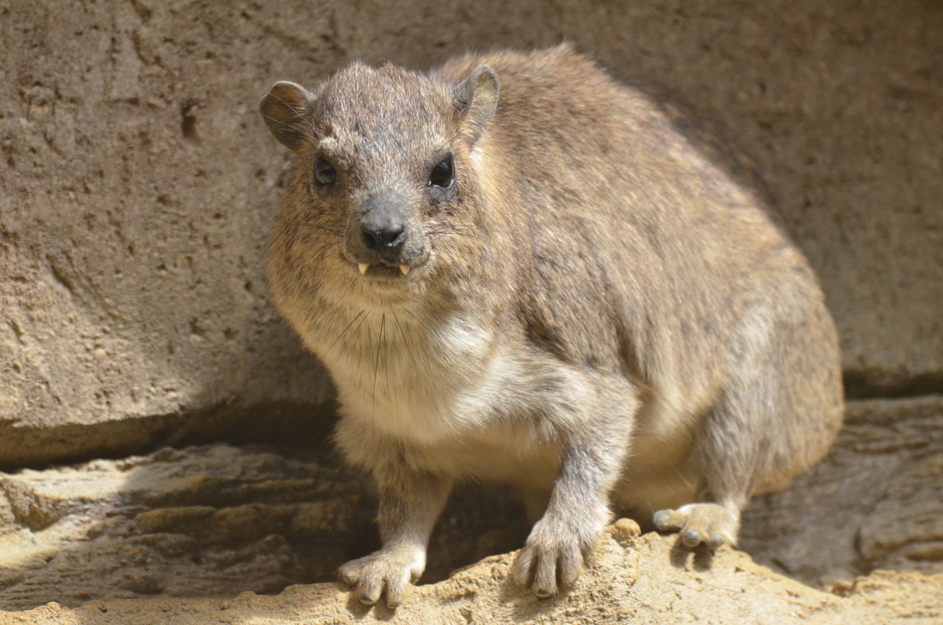 Arabian Rock Hyrax at Cotswold WP, 22/04/17