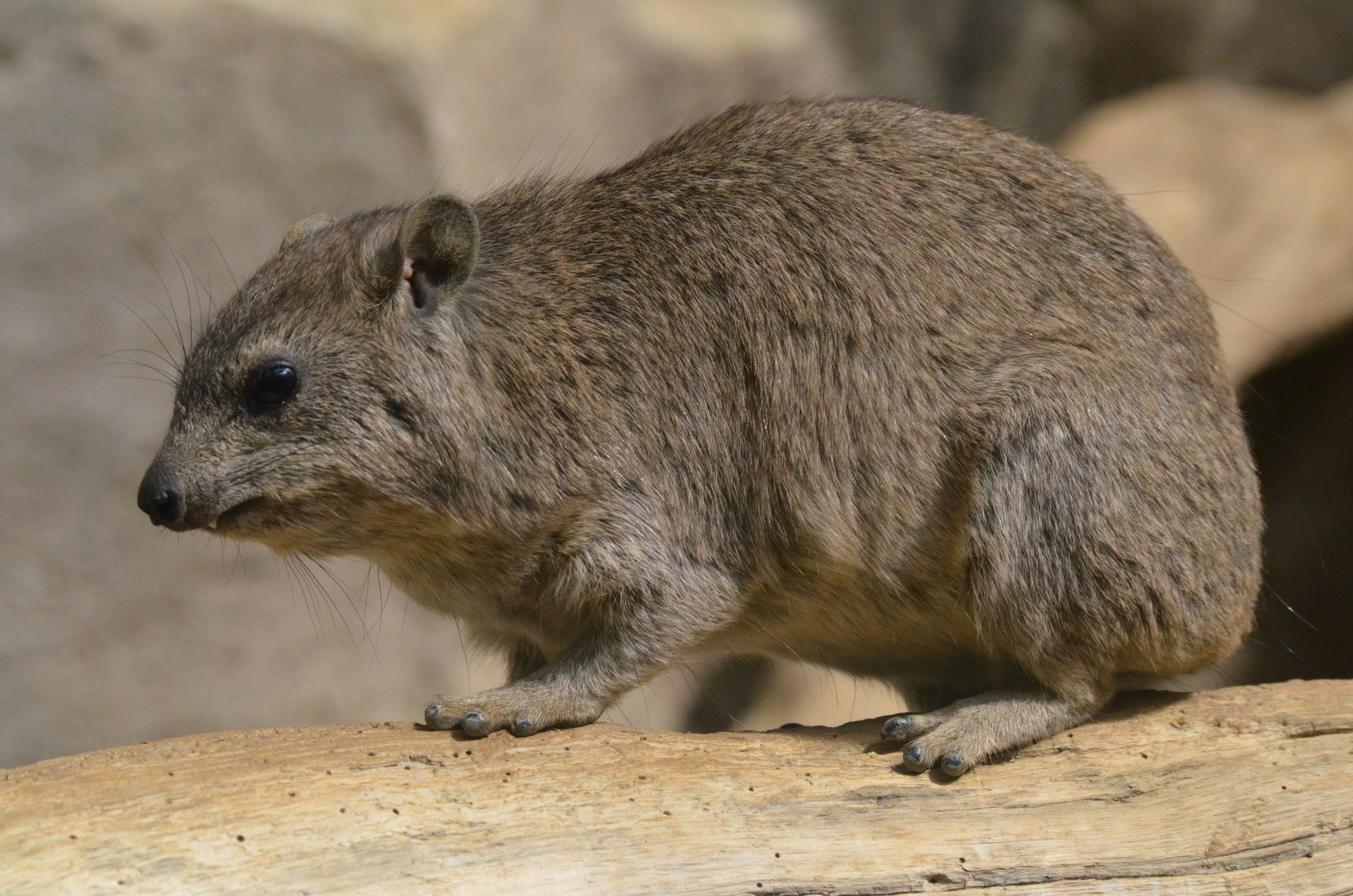 Arabian Rock Hyrax at Cotswold WP, 22/04/17