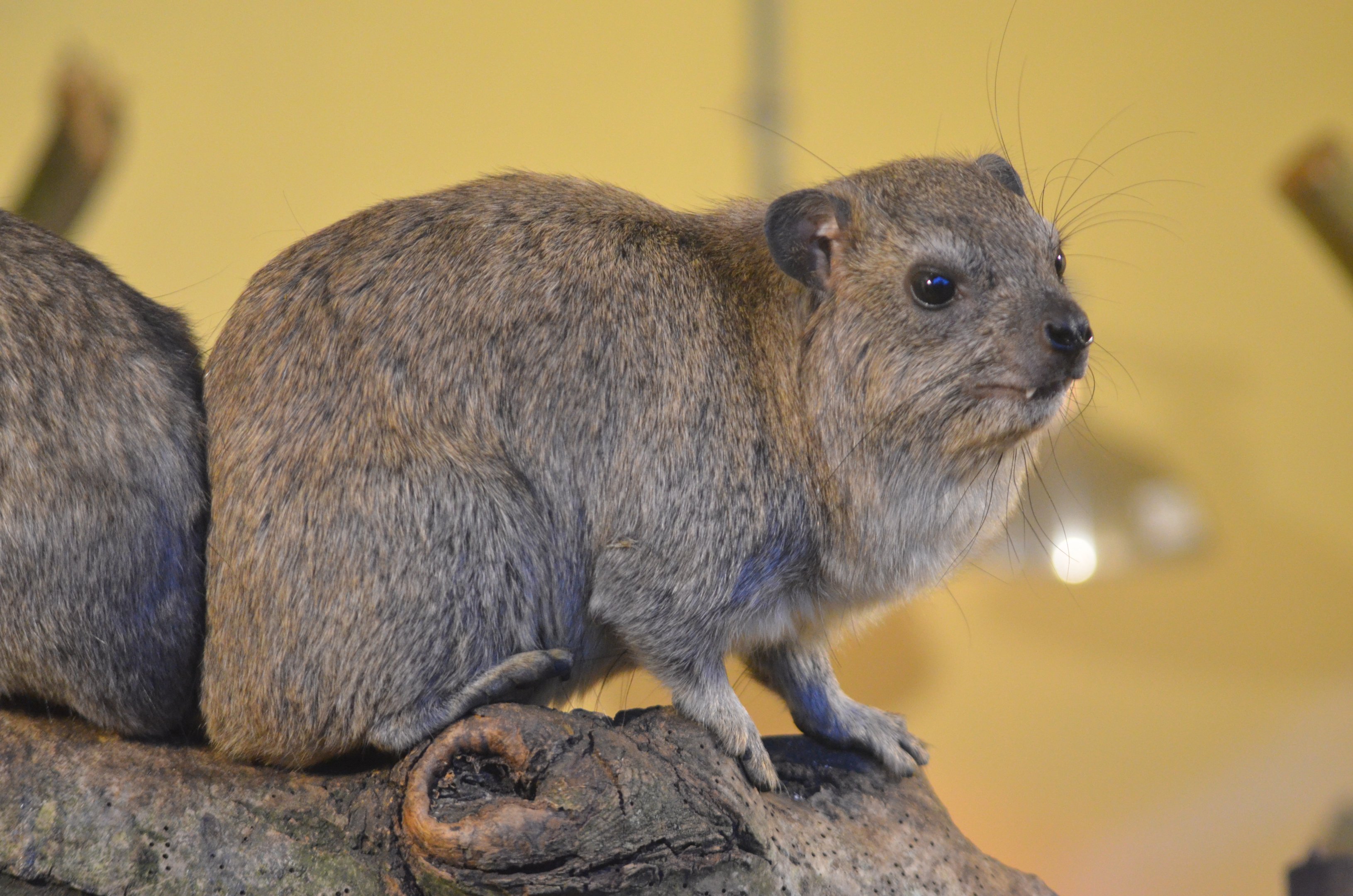 Arabian Rock Hyrax at Longleat, 03/11/19