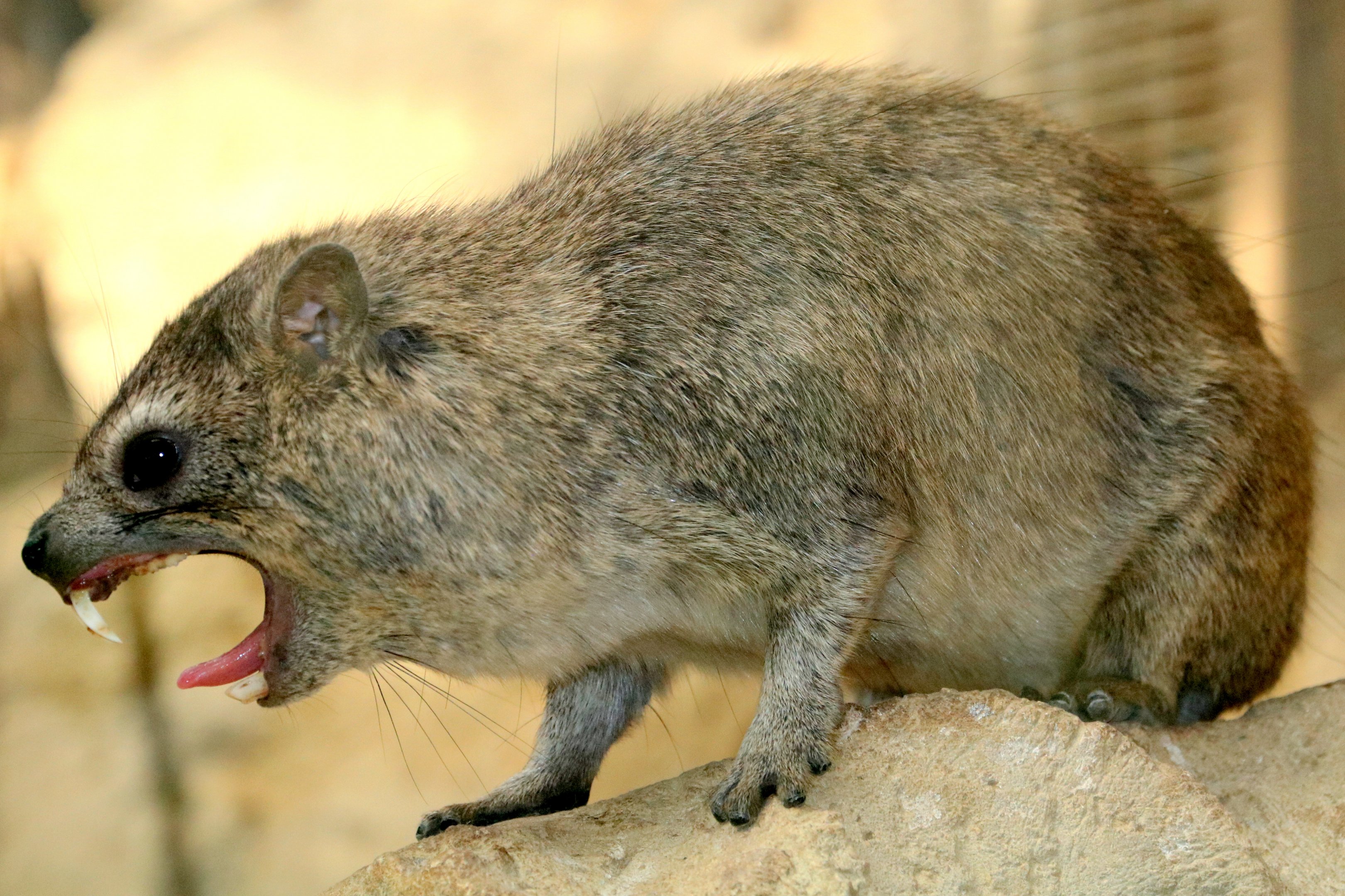Arabian rock hyrax; Cotswold; 18th August 2019.JPG