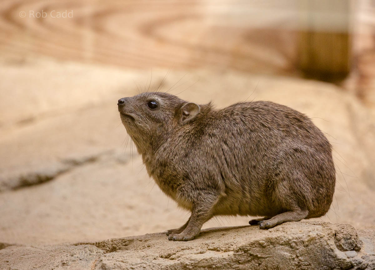 Arabian rock hyrax : Cotswold WP : 12 Apr 2015