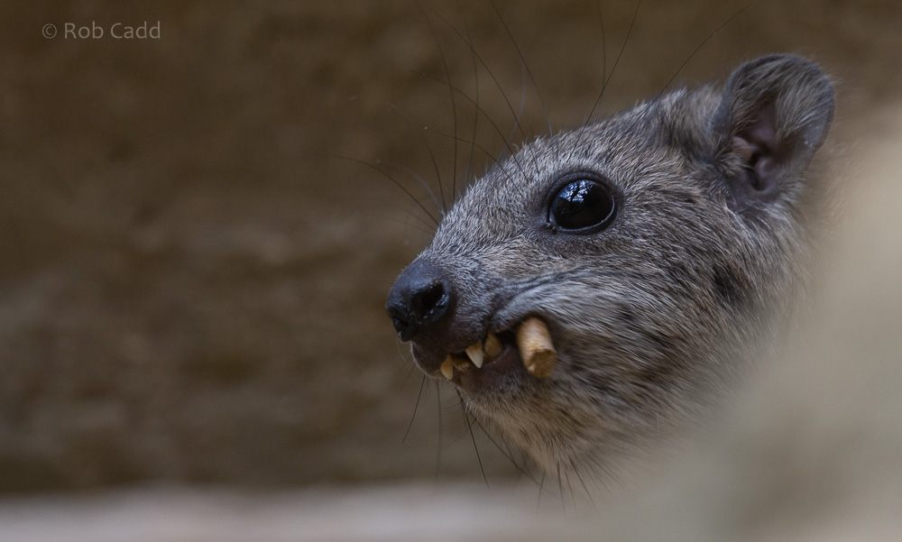 Arabian rock hyrax : Cotswold WP : 12 Jul 2019