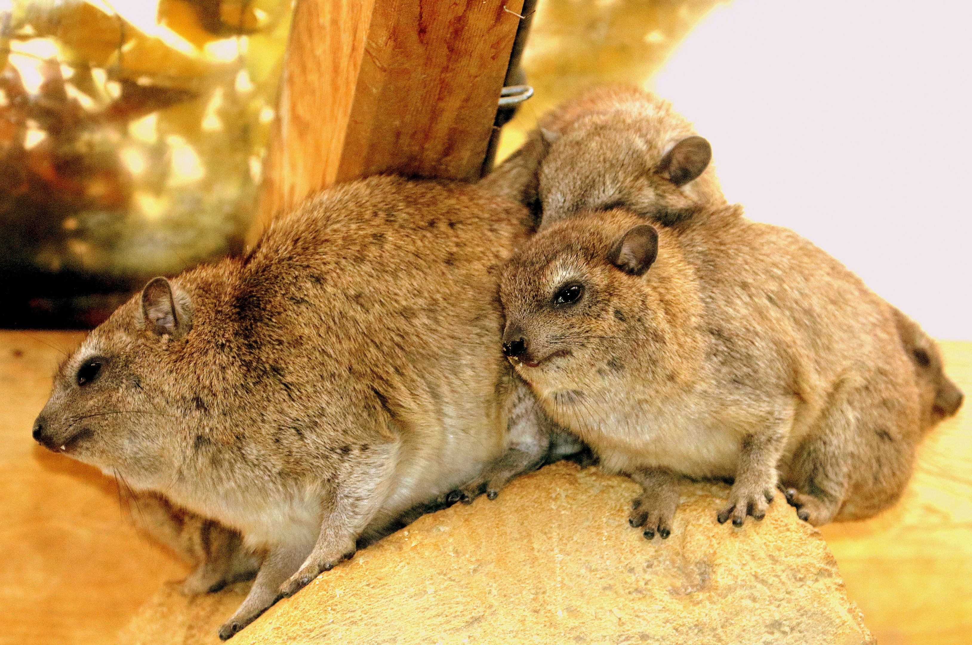 Arabian rock hyrax; Cotswolds; 12th August 2018