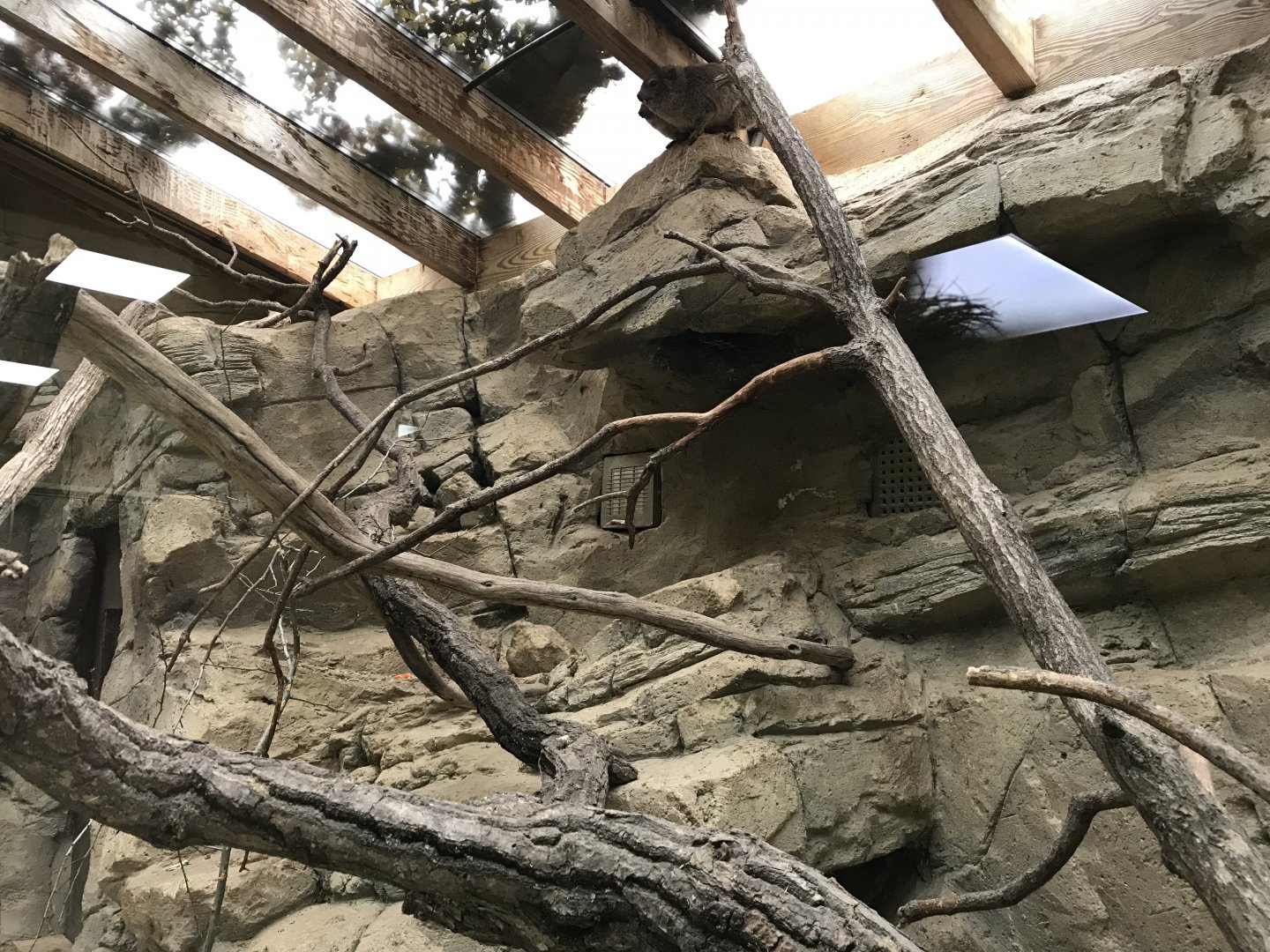 Arabian rock hyrax exhibit 071019