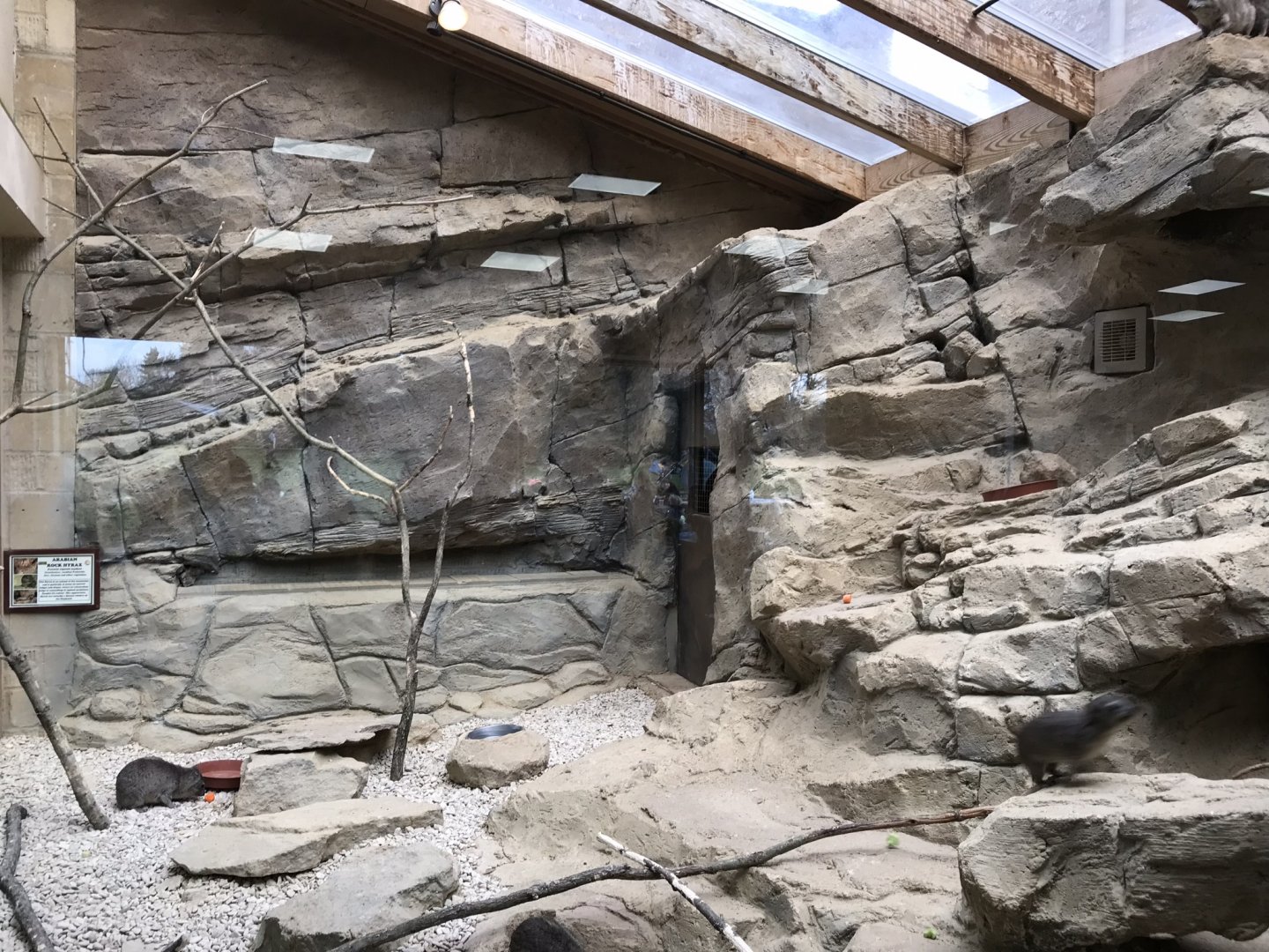 Arabian rock hyrax exhibit 250318