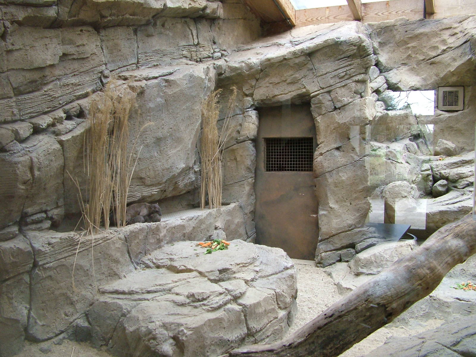 Arabian Rock Hyrax Exhibit at Cotswold WP, 05/03/11