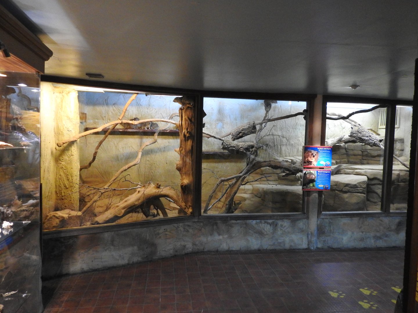 Arabian Rock Hyrax (Procavia capensis jayakari) and Common Dwarf Mongoose (Helogale parvula) Enclosure