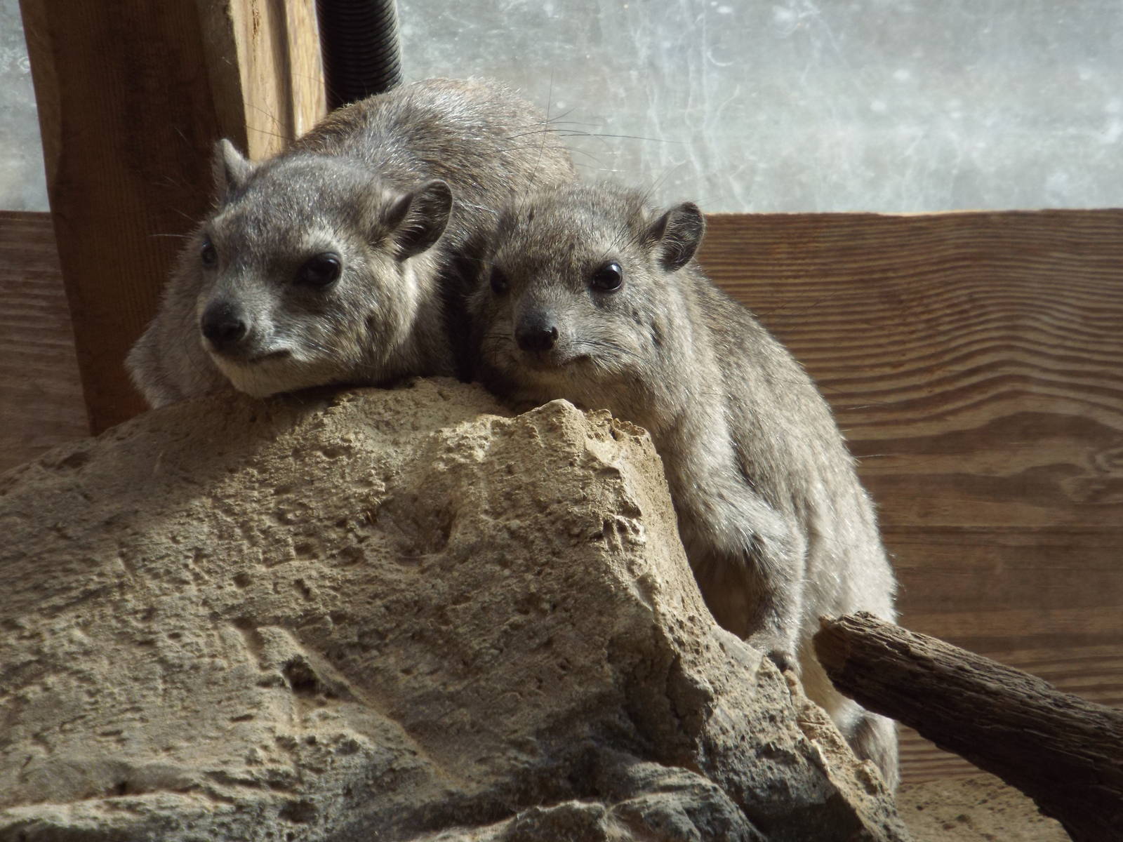 Arabian Rock Hyrax (Procavia capensis jayakari) at Cotswold Wildlife Park -
