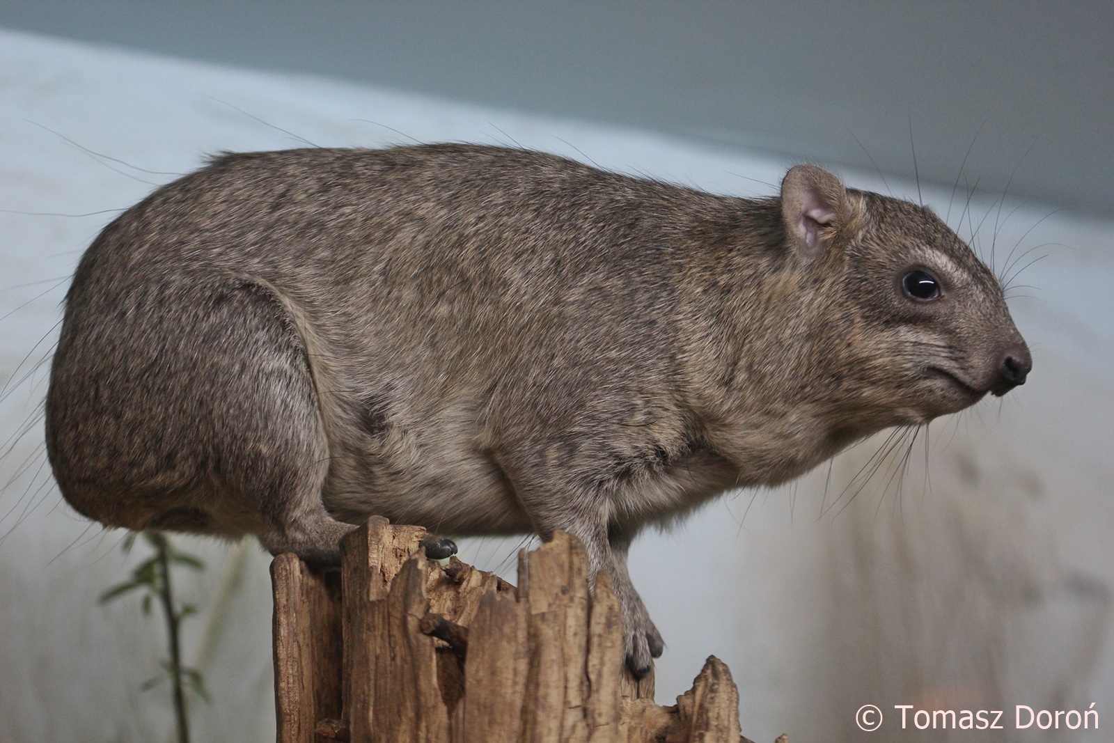 Arabian Rock Hyrax (Procavia capensis jayakari), May 2018