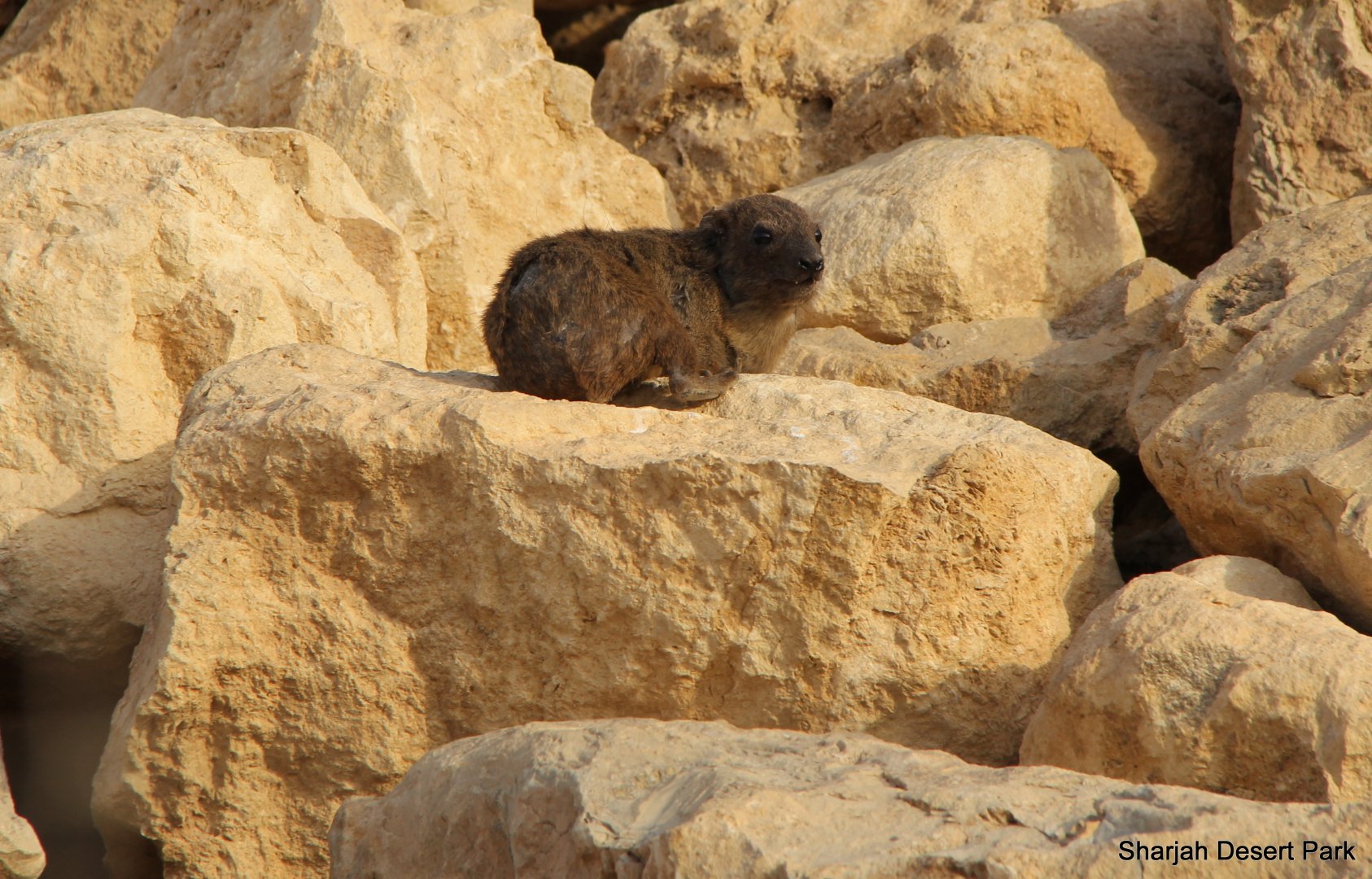 Arabian rock hyrax (Procavia capensis jayakari) Sept 2018