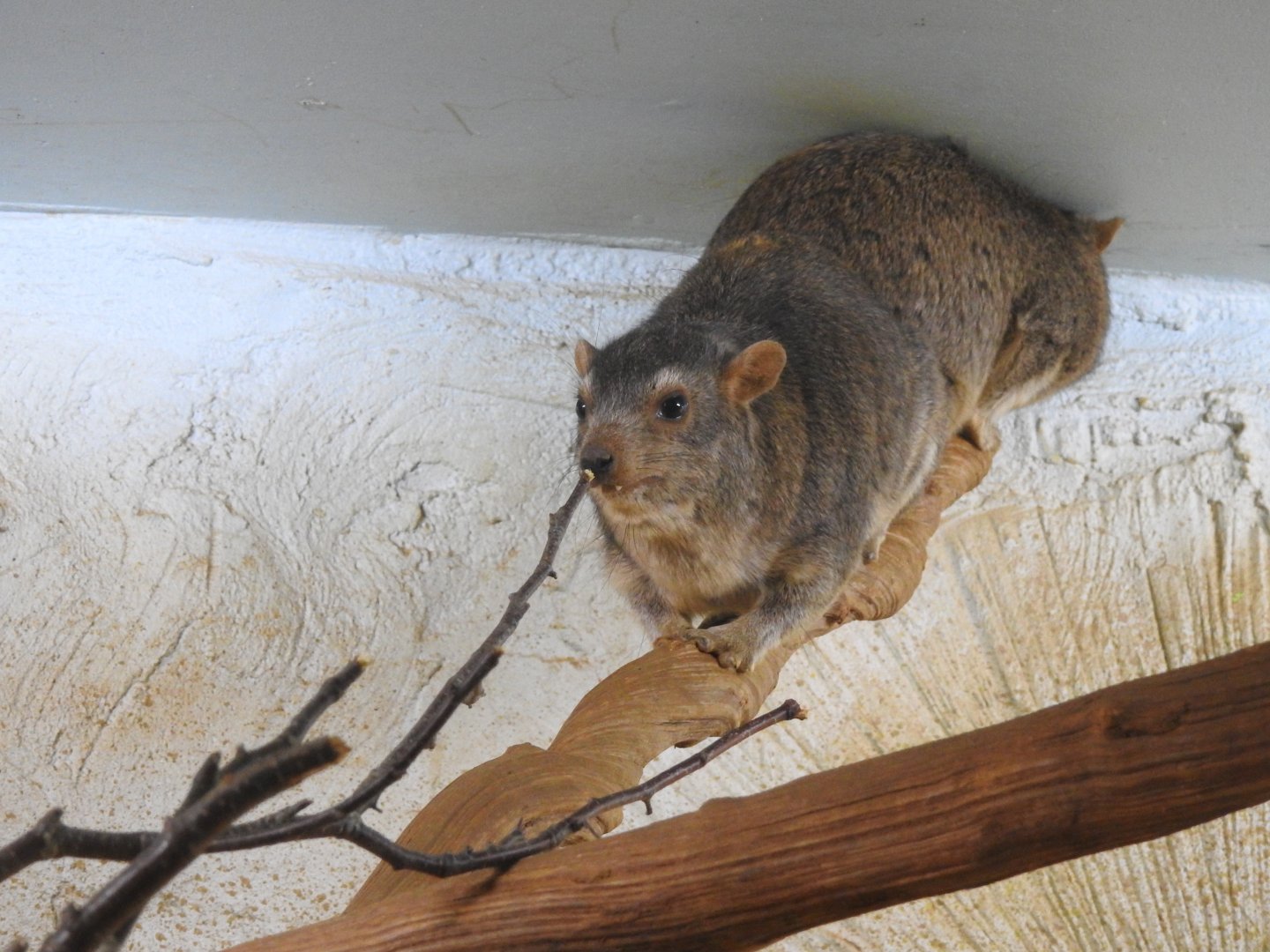 Arabian Rock Hyrax (Procavia capensis jayakari)