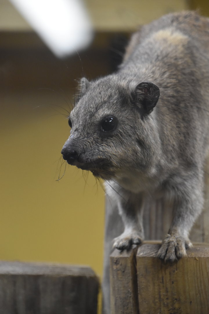 Arabian rock hyrax, Procavia capensis jayakari