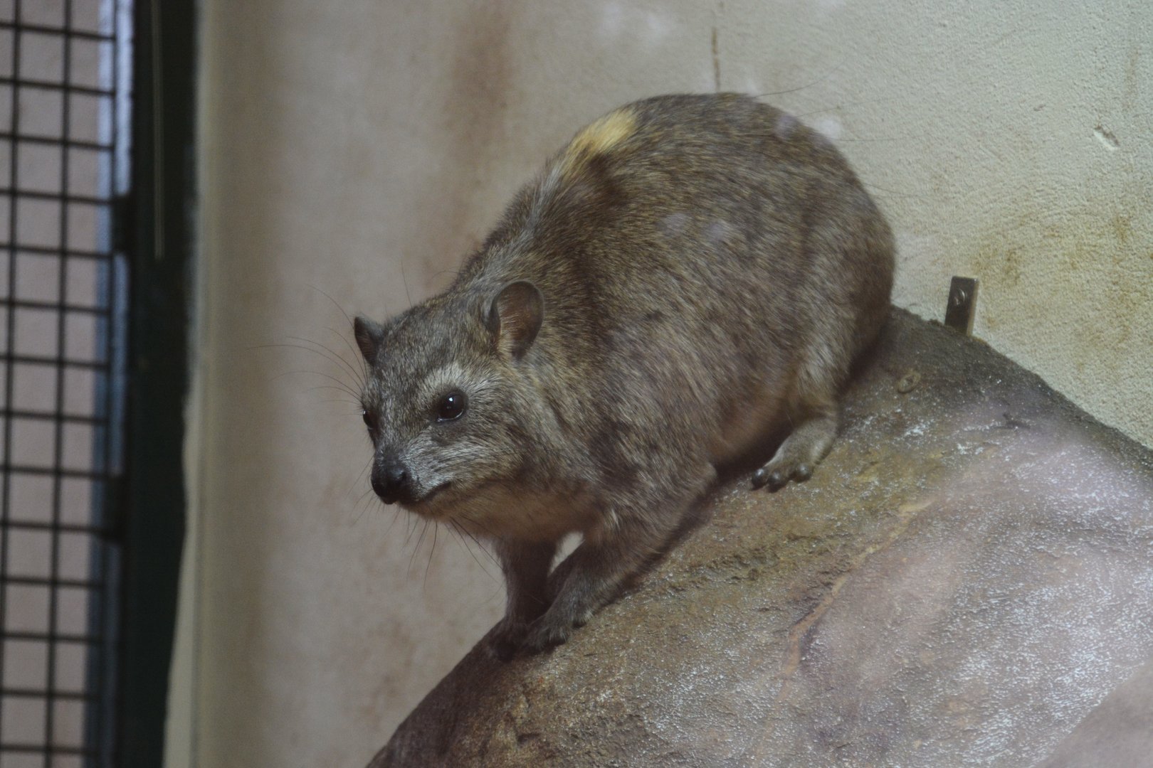 Arabian rock hyrax (Procavia capensis jayakari)