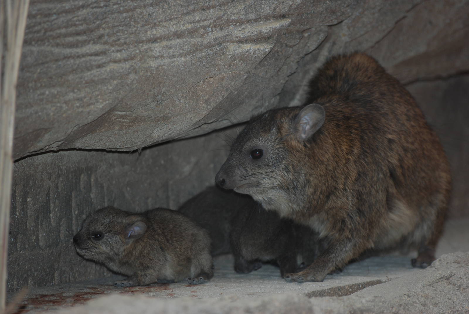 Arabian Rock Hyrax with Young at Cotswold WP, 05/03/11