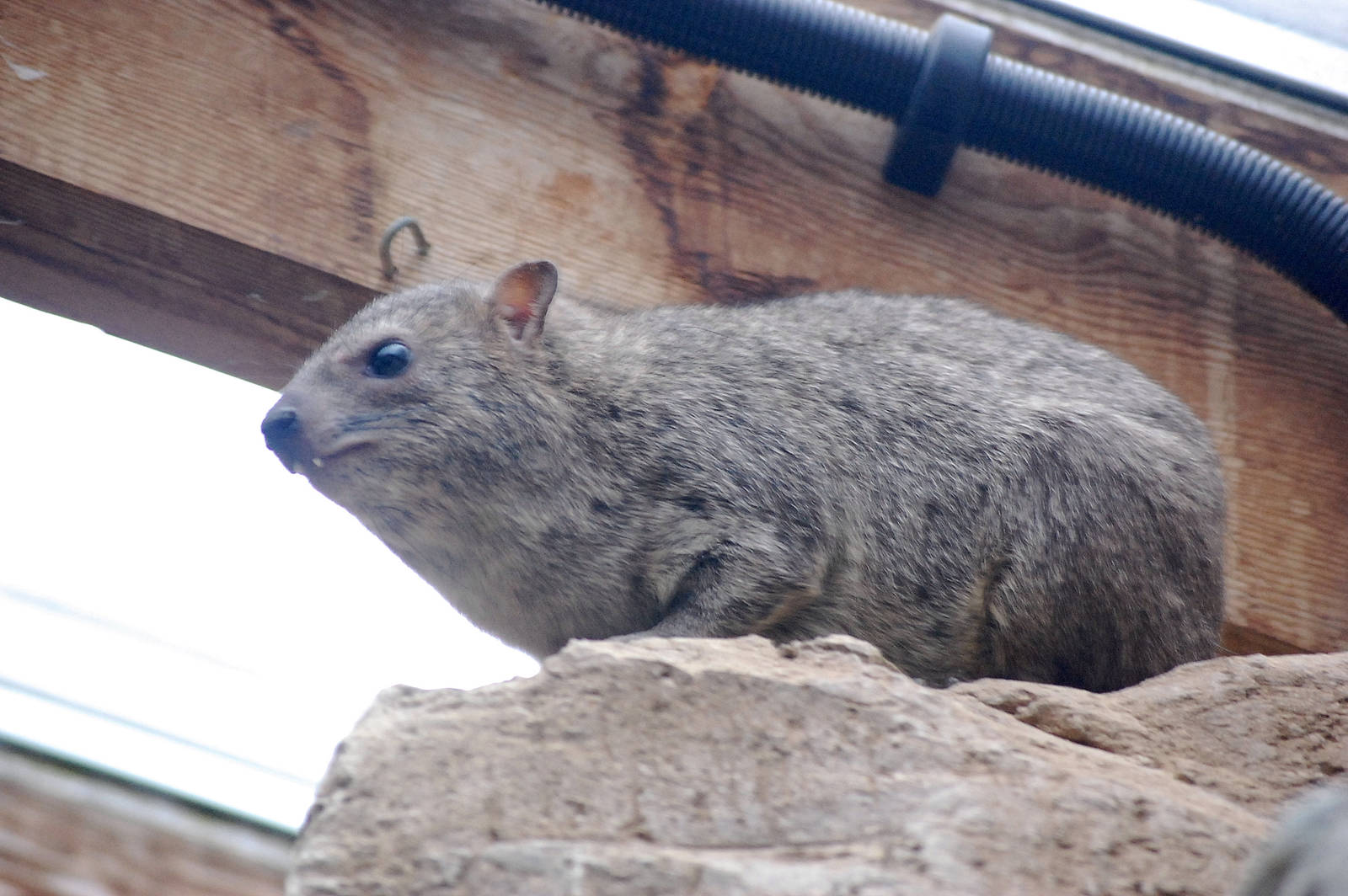 Arabian Rock Hyrax