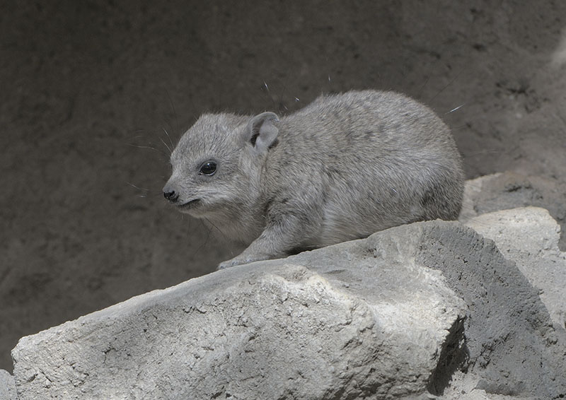 Arabian rock hyrax