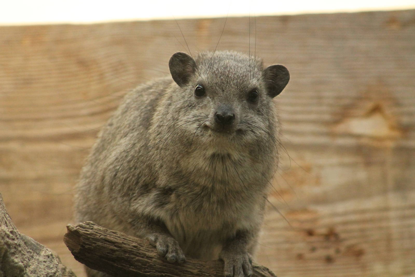 Arabian Rock Hyrax