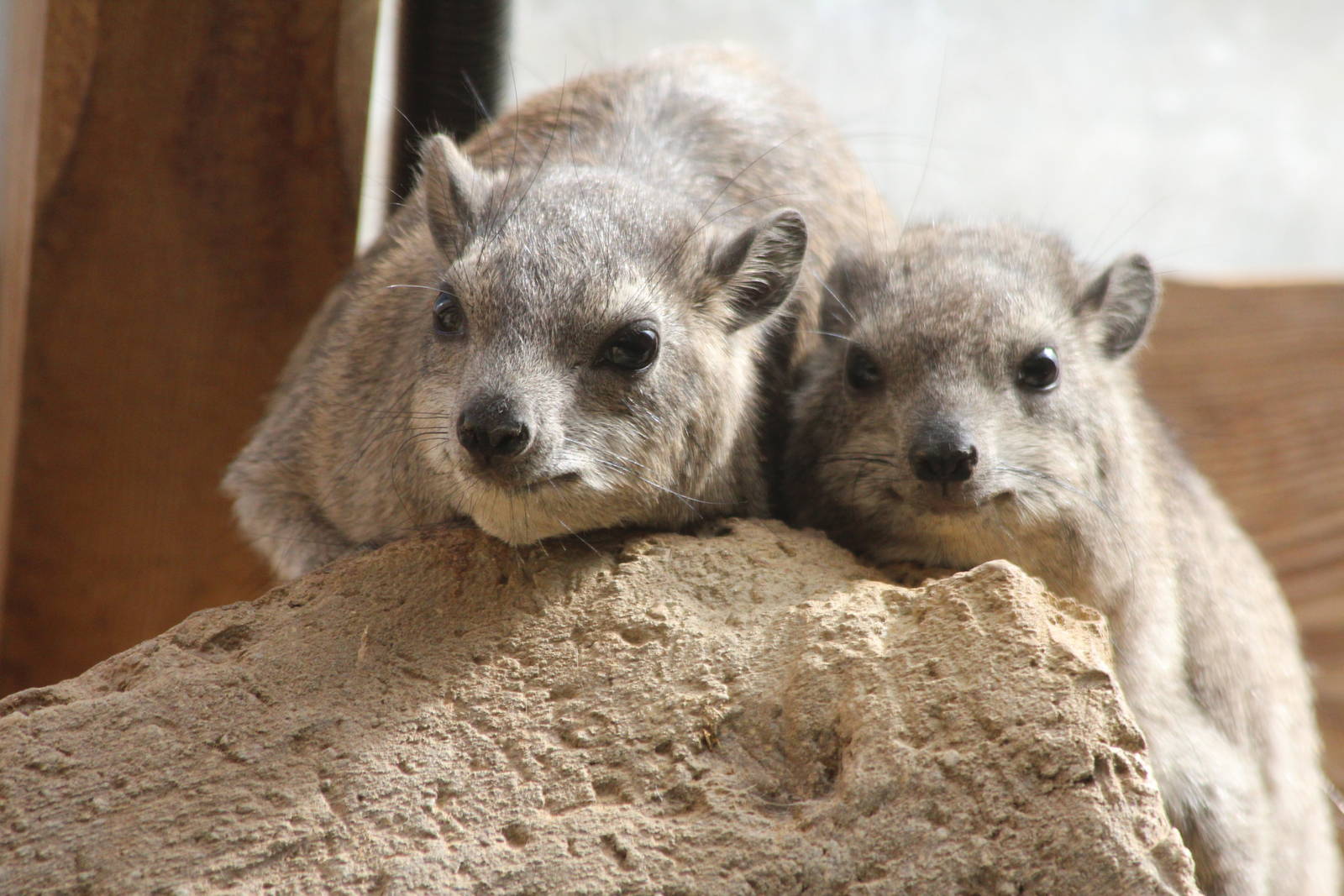 Arabian Rock Hyrax