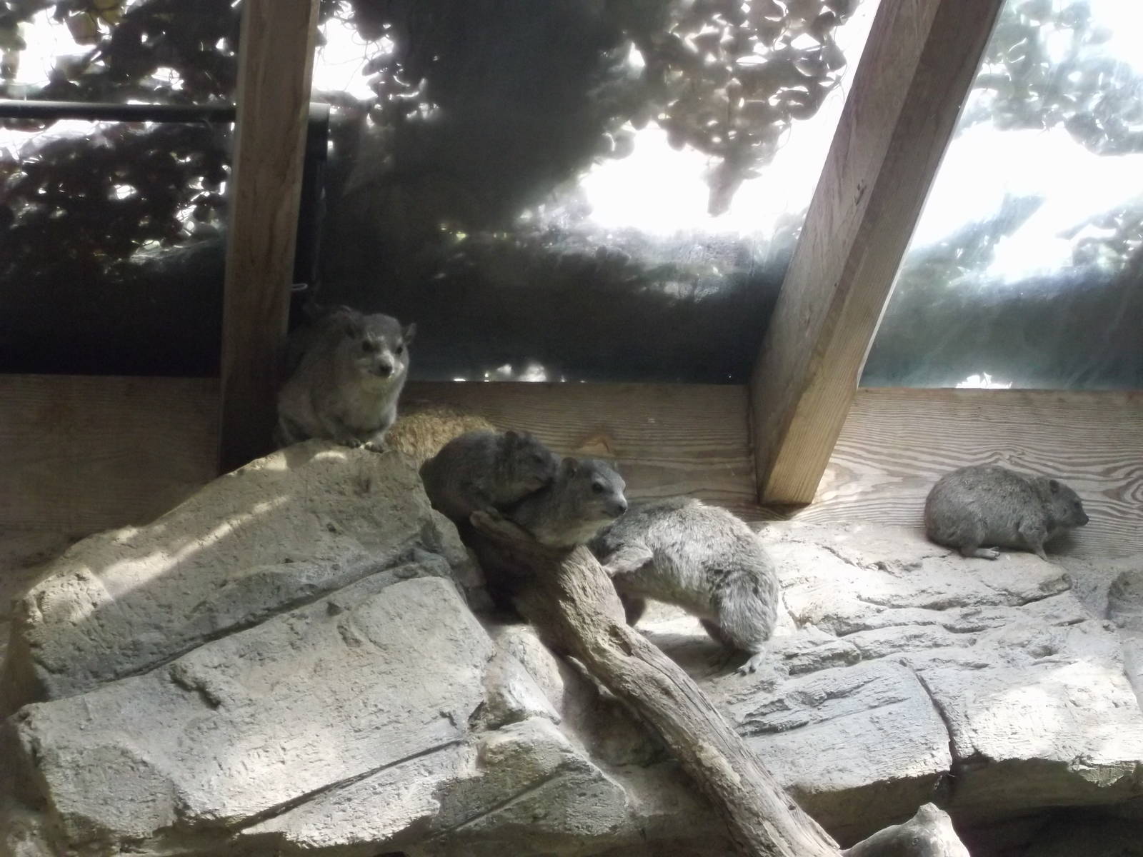 Arabian Rock Hyrax