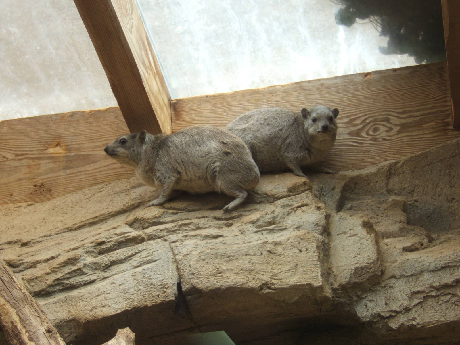 Arabian Rock Hyrax