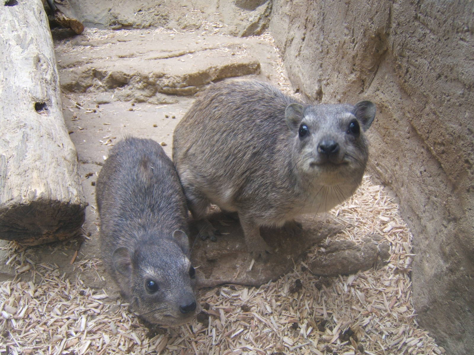 Arabian Rock Hyrax