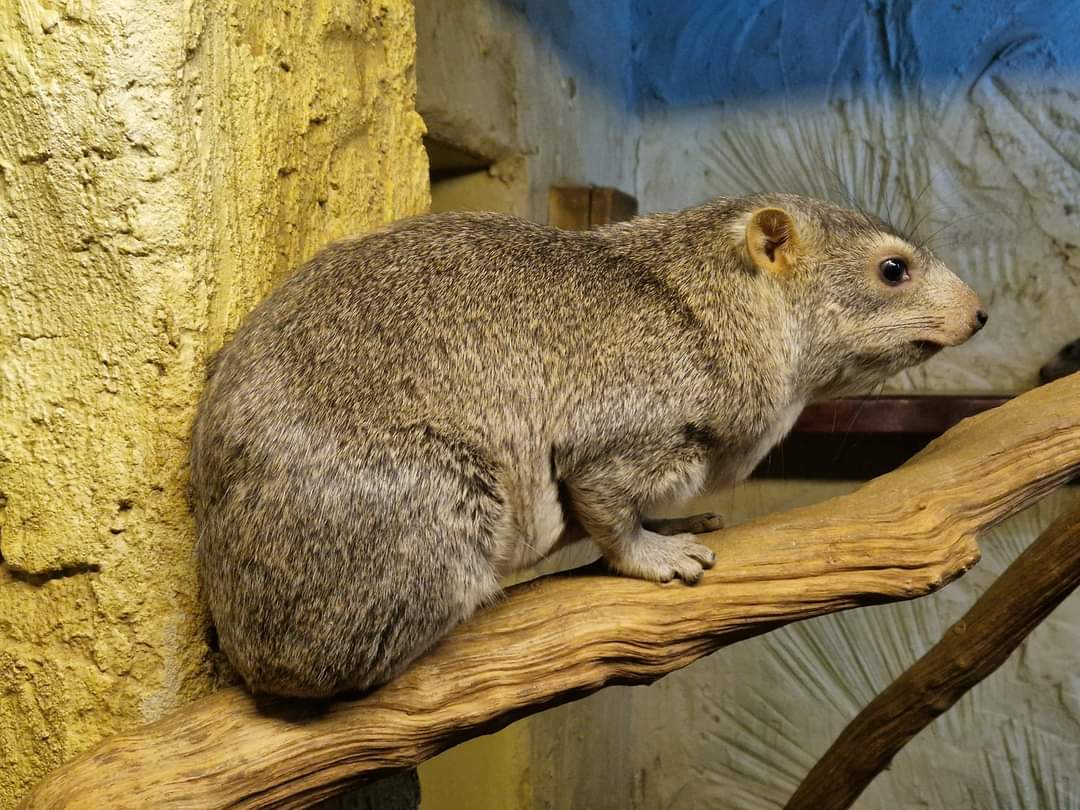 Arabian Rock Hyrax